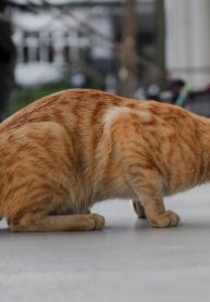 A Cat That Loved A Fish