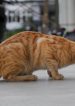 A Cat That Loved A Fish