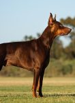 Doberman