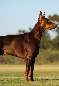 Doberman