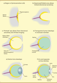 Eye of Evolution